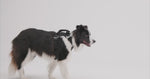 EzyDog Drive Car Safety Harness for Dogs