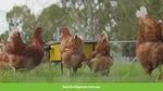 Bainbridge Automatic Poultry Waterer