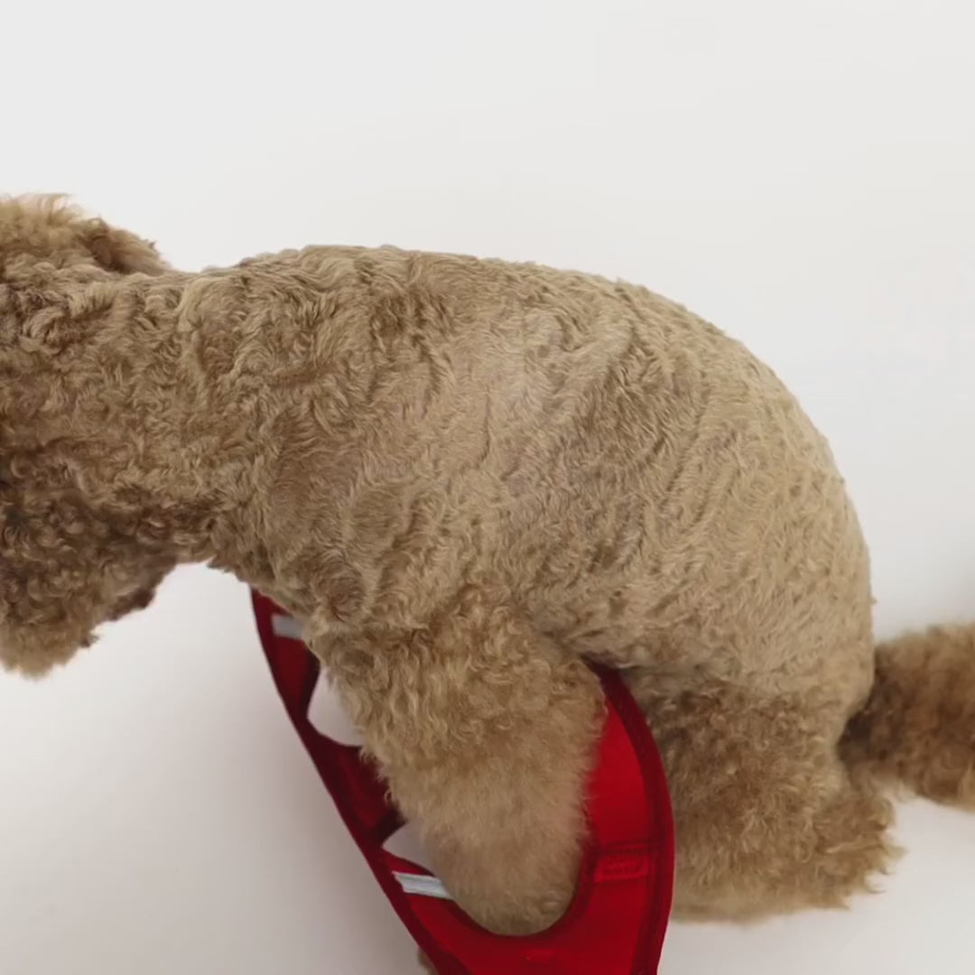 EzyDog Formfit Mesh Harness for Small Dogs