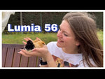 Borotto Lumia 56 Automatic Incubator
