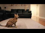 Go Cat Da Purr Peller
