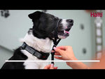 Halti Headcollar