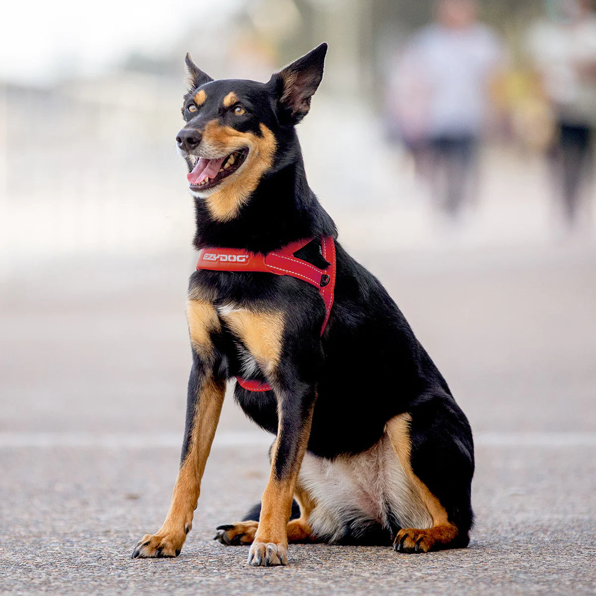 EzyDog Quick-Fit Harness