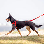 EzyDog Quick-Fit Harness