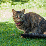 Rogz AlleyCat Safety Release Cat Collar