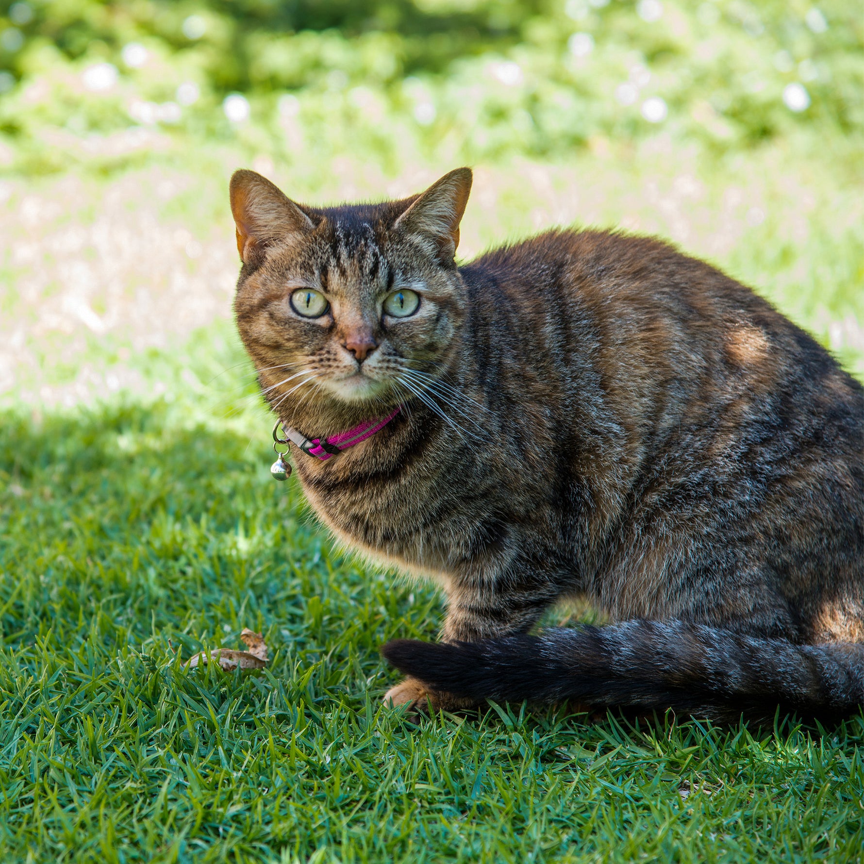 Rogz AlleyCat Safety Release Cat Collar
