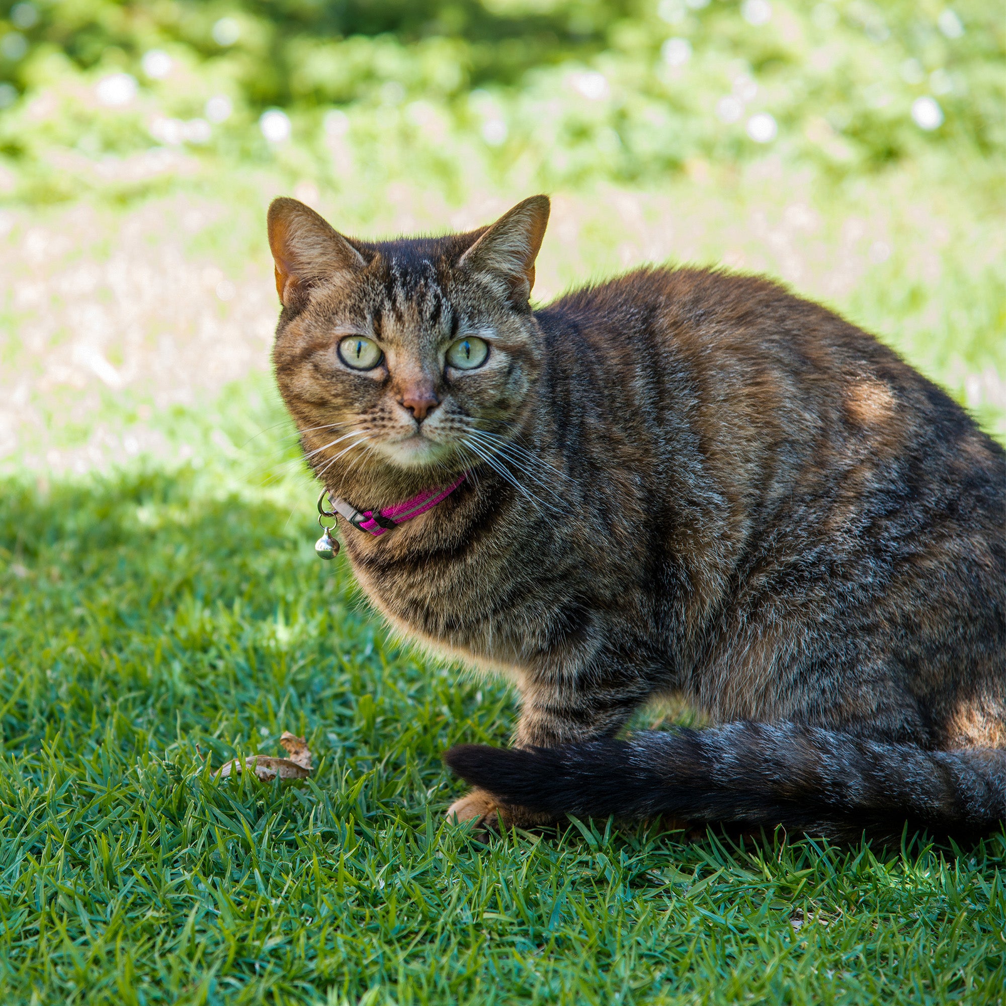 Collare Gatto Con Sgancio Sicurezza - Regolabile, Riflettente, Per Tranquillità E Sicurezza - Foto 3