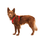 Ruffwear Front Range Harness