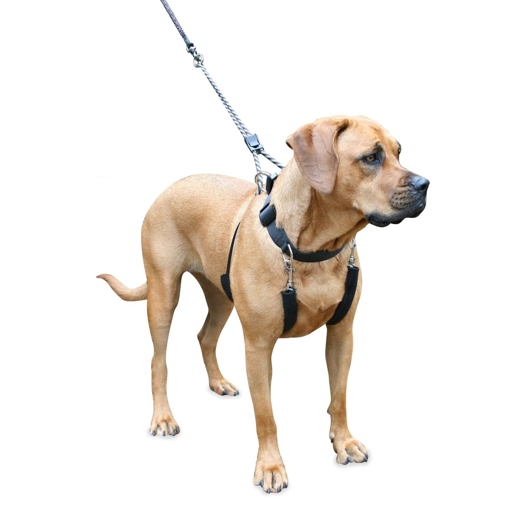 Sporn Big Dog Training Halter