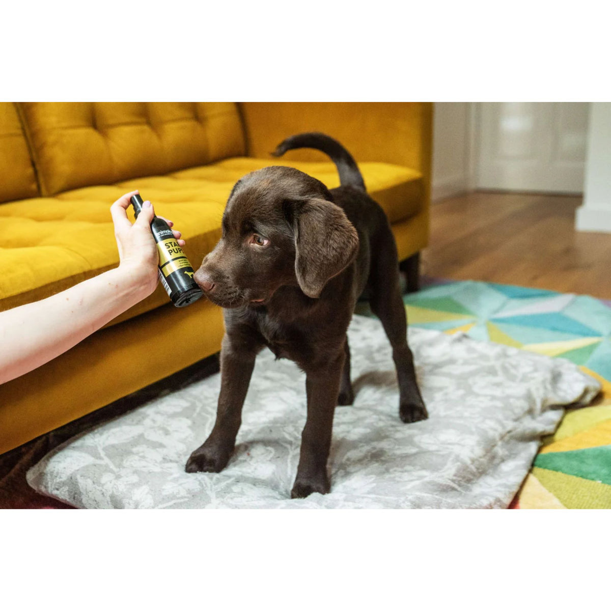 Animology Star Pups Body Mist 150mL