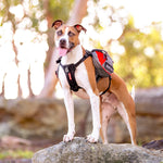 EzyDog Summit Dog Backpack