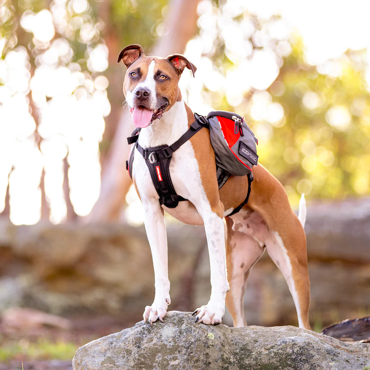 EzyDog Summit Dog Backpack