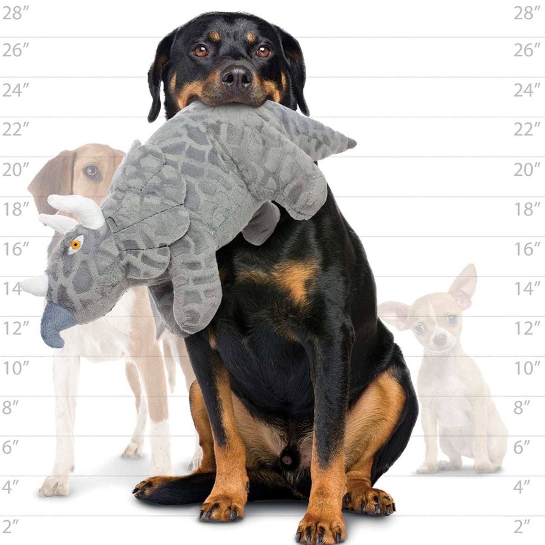 Tuffy Triceratops