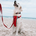 EzyDog X-Link Front Clip Dog Harness