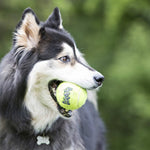 KONG SqueakAir Balls for Dogs