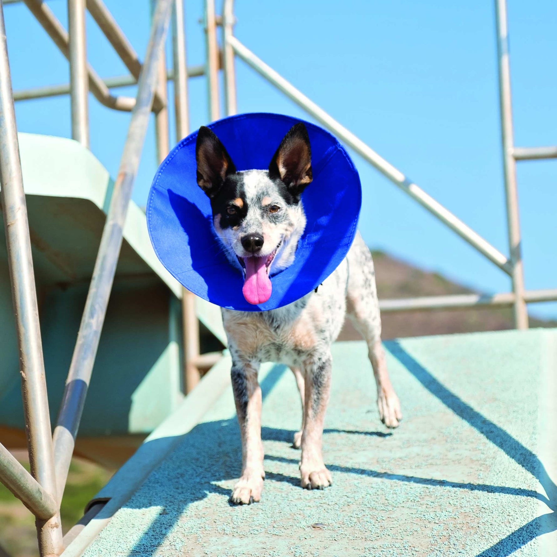 KONG EZ-Soft E Collar for Cats & Small Dogs