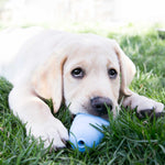 KONG Puppy
