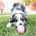 KONG Puppy