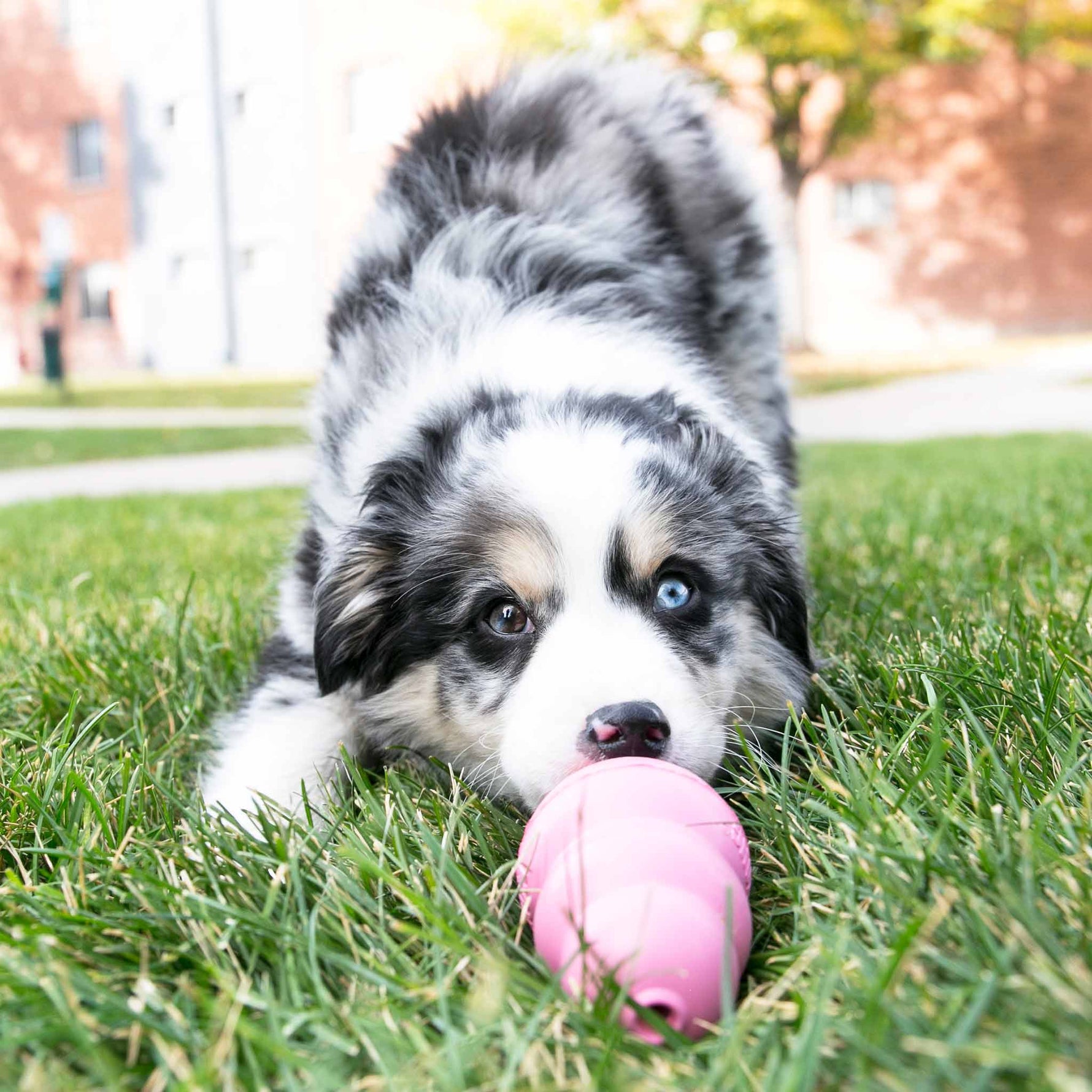 KONG Puppy