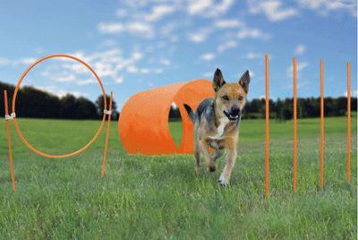 Outward Hound Zip & Zoom Outdoor Agility Kit