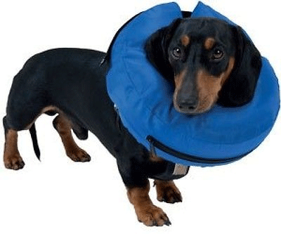 Inflatable pet sales collar for dogs
