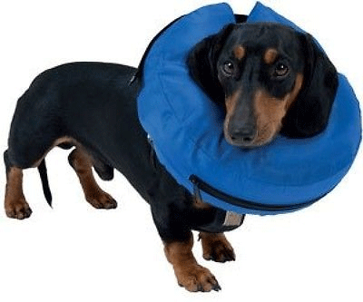 Buster Nylon Inflatable Dog Collar