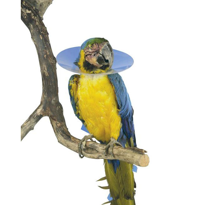 Buster Bird Collar