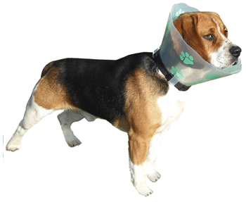 Funcol Elizabethan E Collar