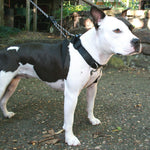 Sporn Big Dog Training Halter