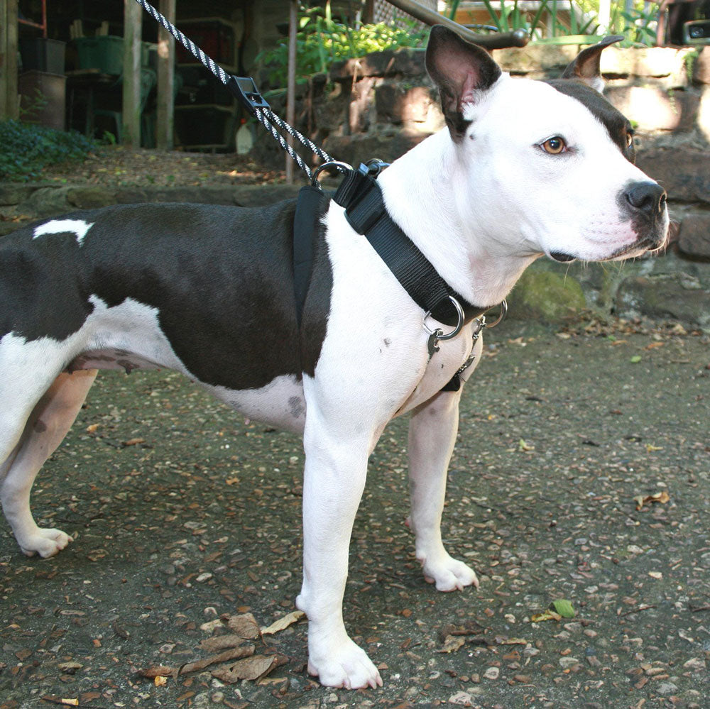 Sporn Big Dog Training Halter