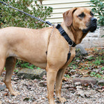 Sporn Big Dog Training Halter