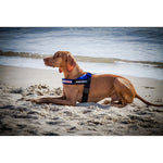 EzyDog Express Harness