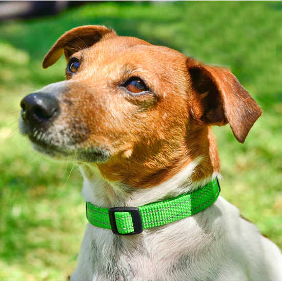 Rogz Utility Classic Dog Collar