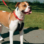 Sporn Original Training Halter