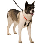 Sporn Original Training Halter