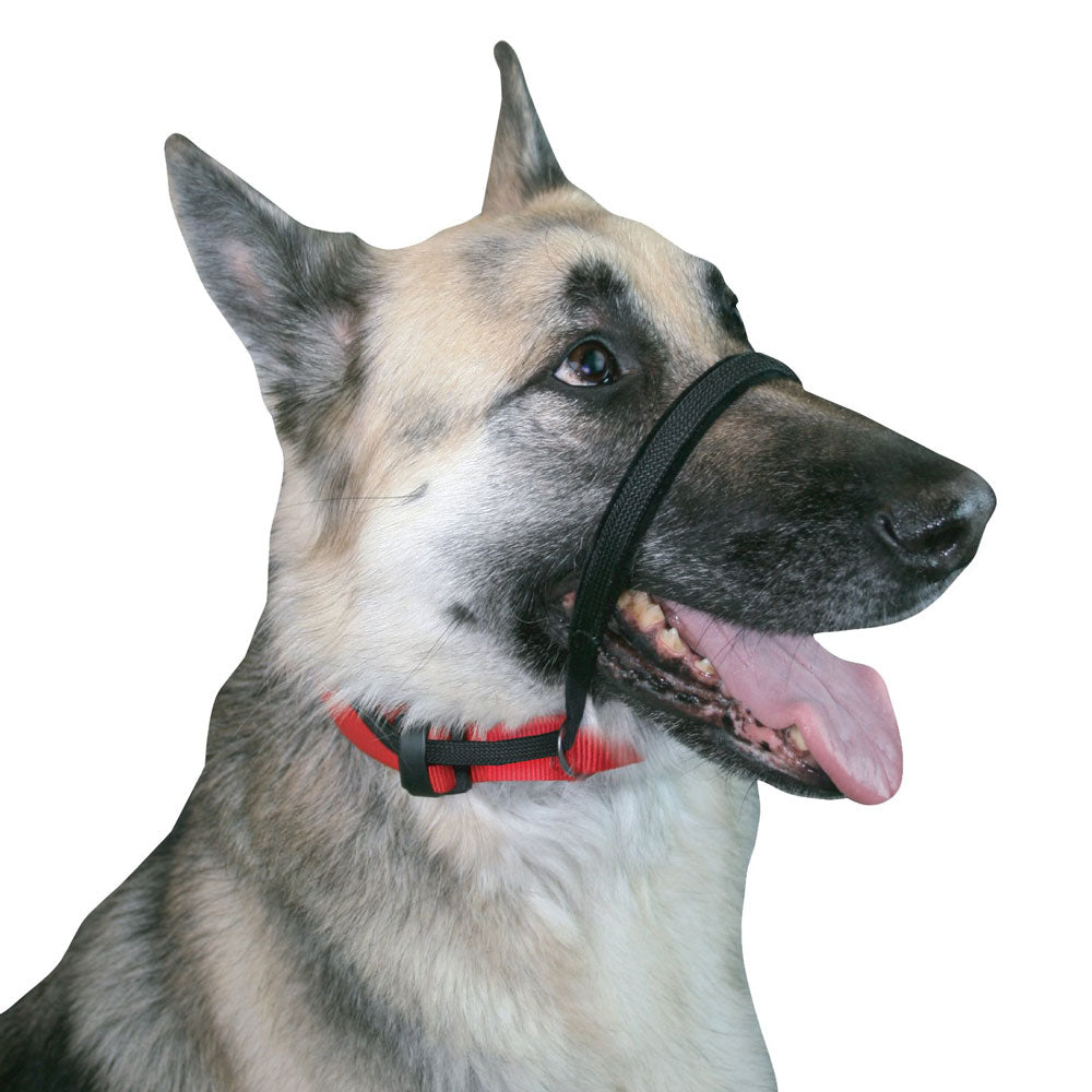 Sporn Head Control Halter