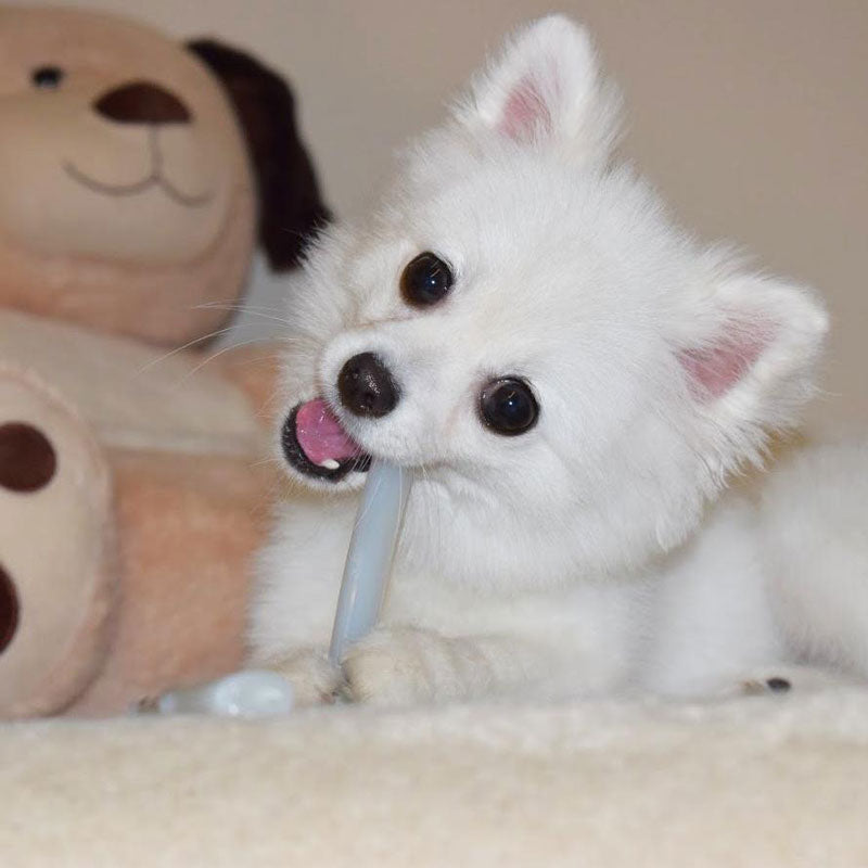 Sporn Marrow Chew Bone