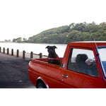 EzyDog Quick-Fit Harness