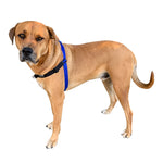 Black Dog Wear Balance Harness