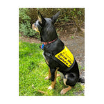 Black Dog Wear Give Me Space Vest