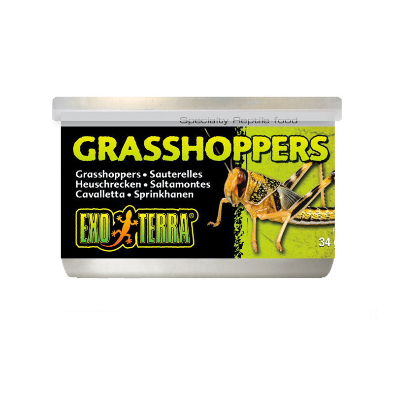 Exo Terra Grasshoppers