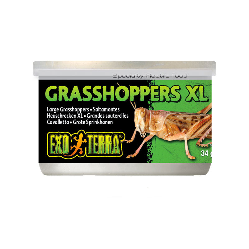 Exo Terra Grasshoppers