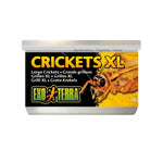 Exo Terra Crickets