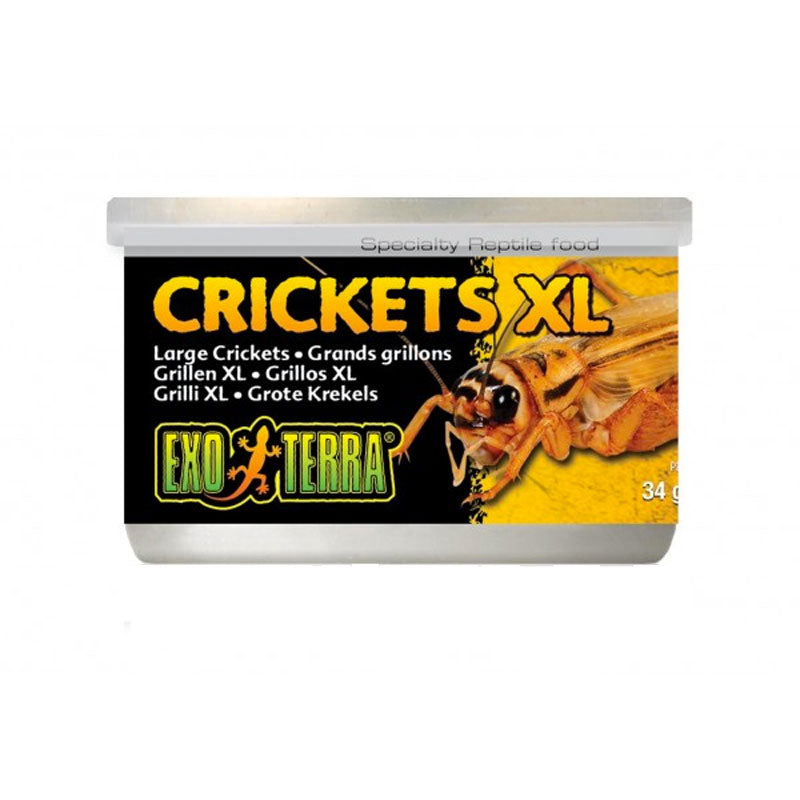 Exo Terra Crickets