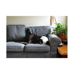 ZeeZ Disposable Female Dog Diapers - 12 Pack