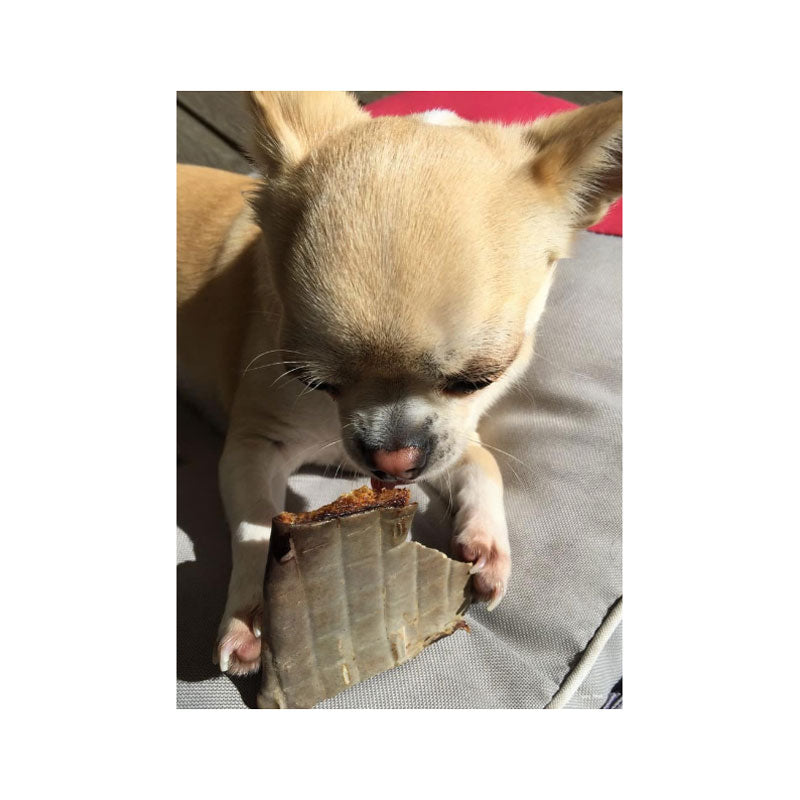 CLEAR Dog Treats Shark Skin Dental Chews