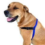 Black Dog Wear Balance Harness