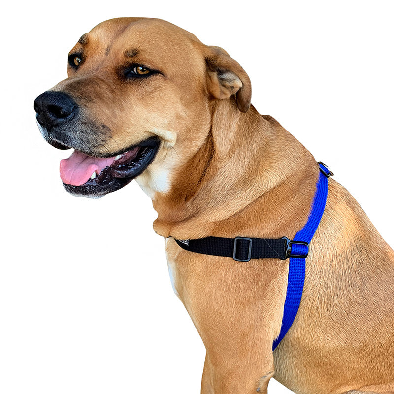 Black Dog Wear Balance Harness