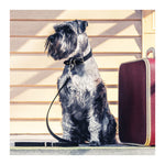 EzyDog Oxford Classic Leather Dog Collar