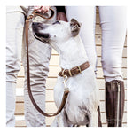 EzyDog Oxford Classic Leather Dog Collar